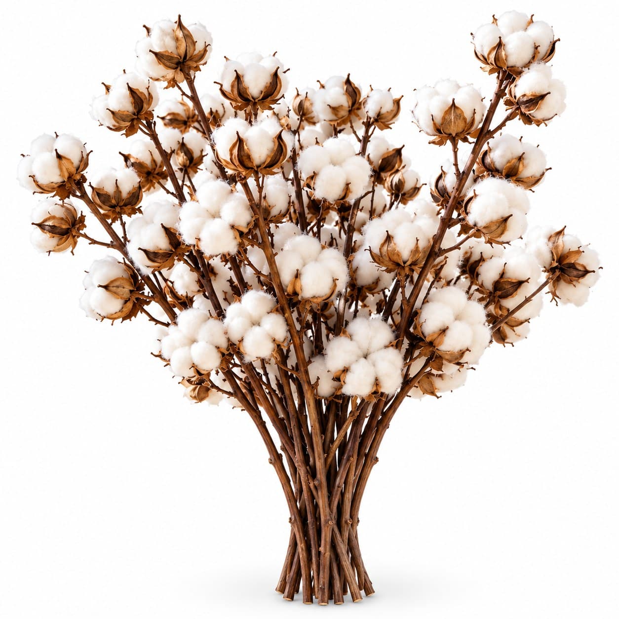 Dried Cotton Stems, 16 Inch