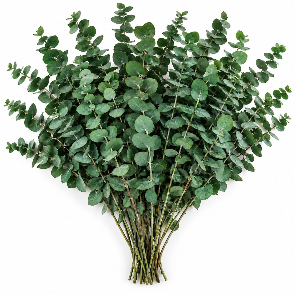 Eucalyptus Stems for Shower, 16 Stems