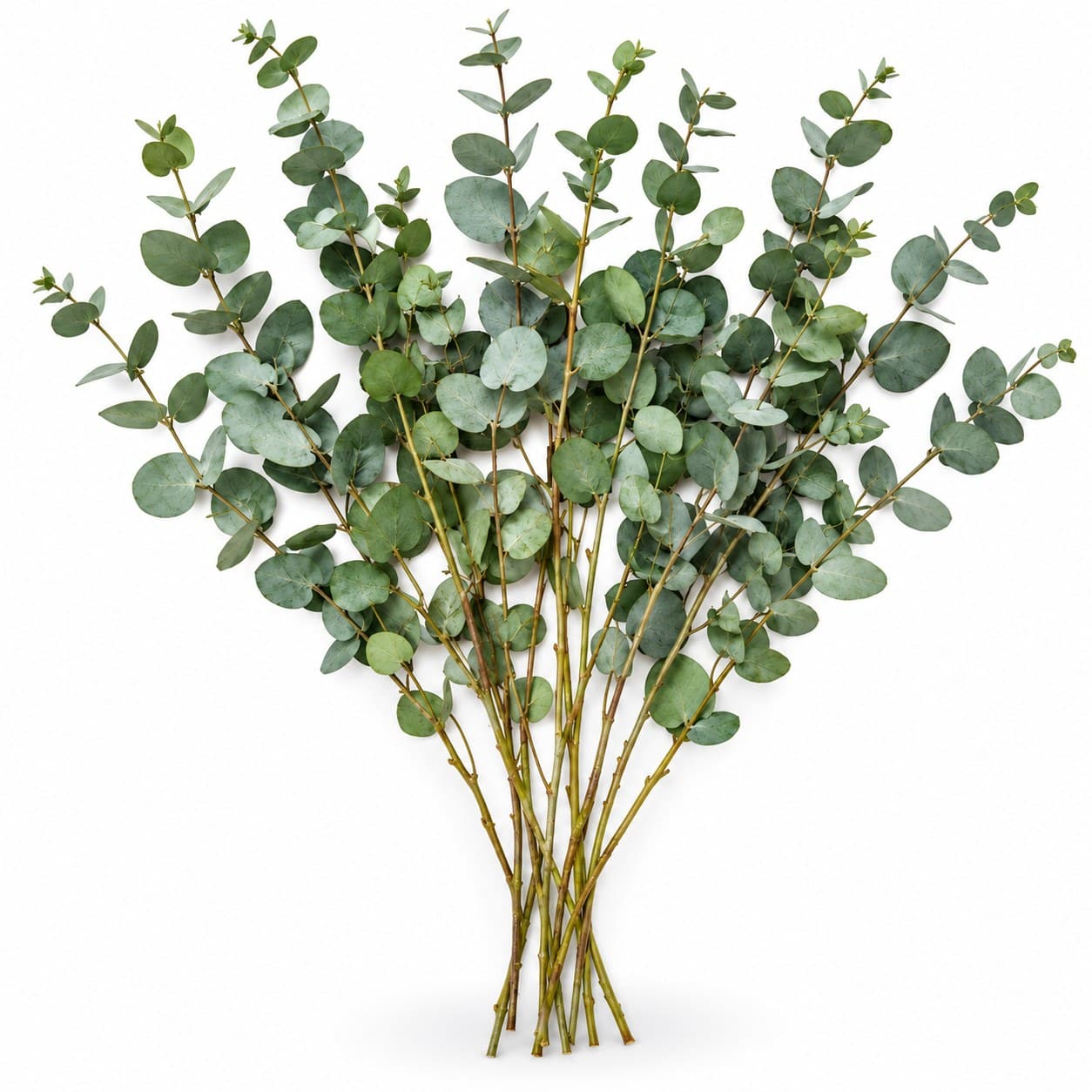 Dried Eucalyptus Stems, 10 Stems