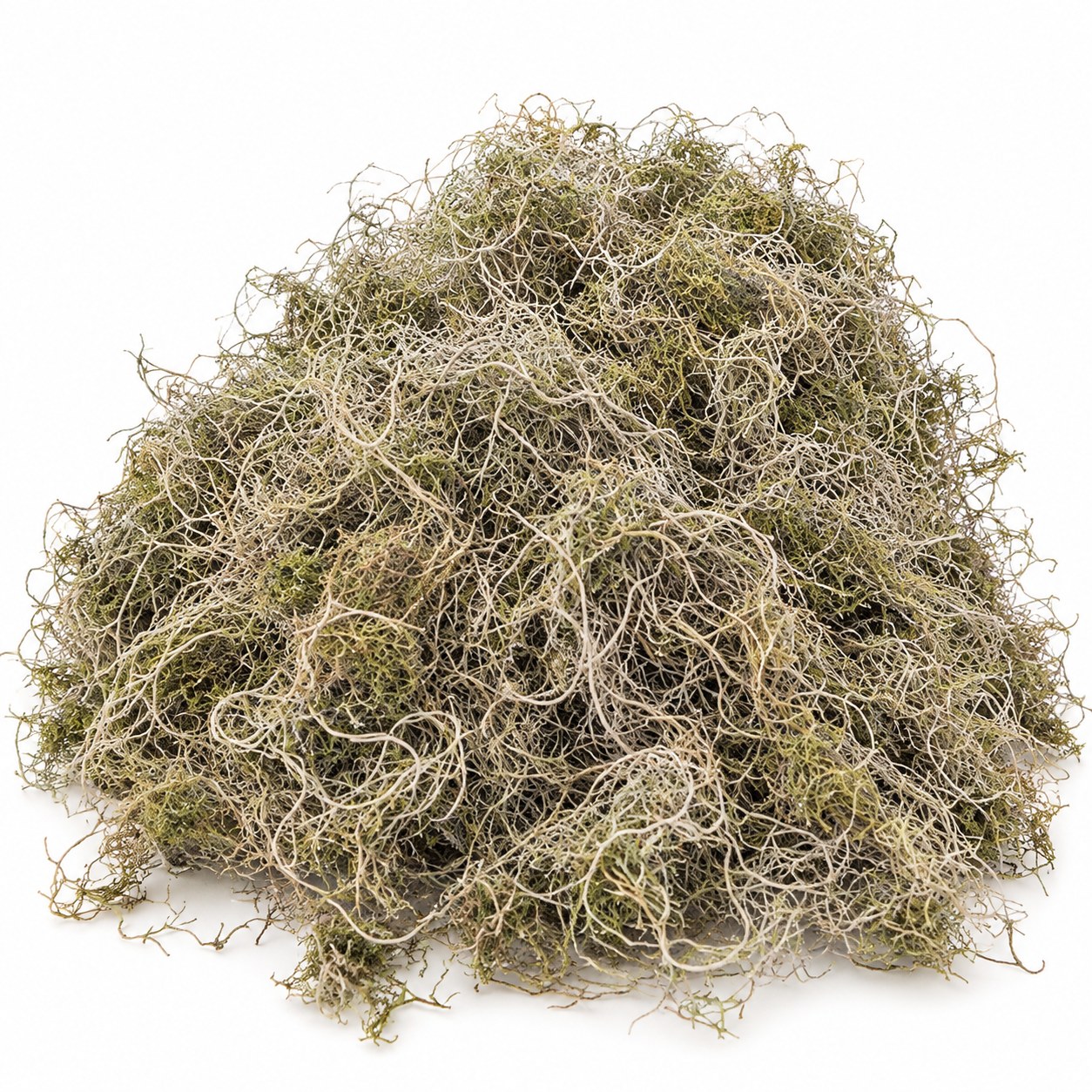 Preserved Spanish Moss